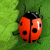 2 Many Bugs Score: 33 800